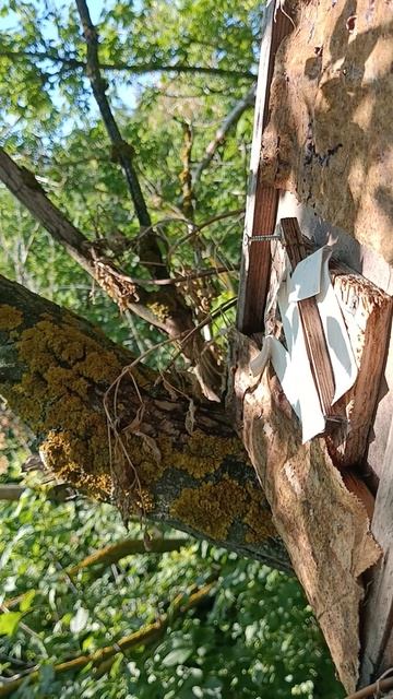 поймал очередной рой пяел