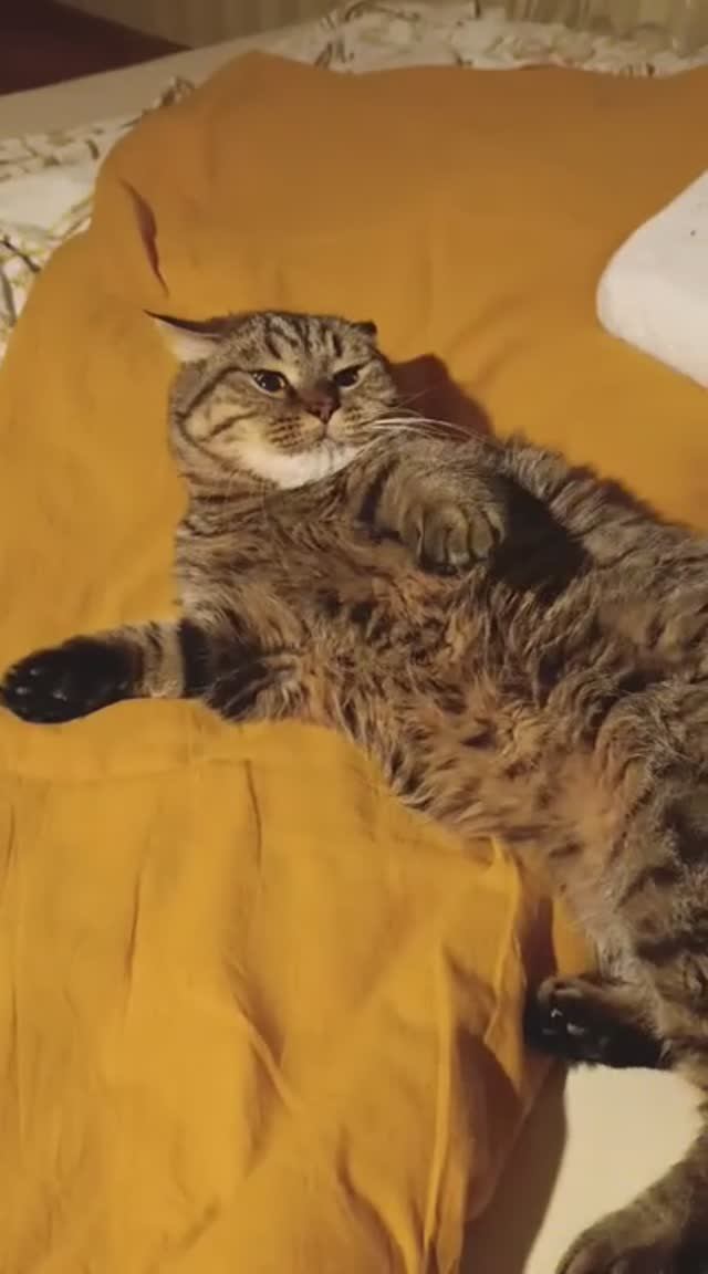 Драчка с котом за жизненное пространство. #Сон смотреть онлайн