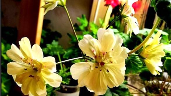 От паники до победы: как я спасала заражённые пеларгонии от нашествия вредителей смотреть онлайн