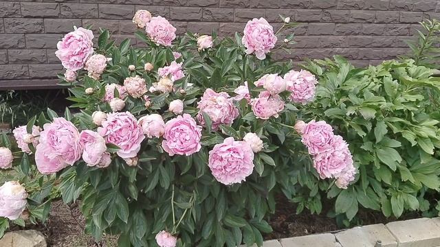 Пион 'Сара Бернар' (Sarah Bernhardt) в нашем саду 2025 смотреть онлайн