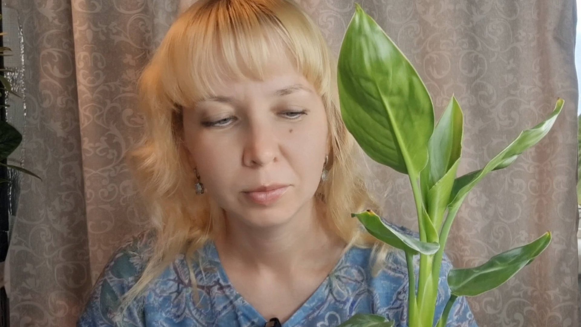 Уход за стрелицией, пересадка смотреть онлайн