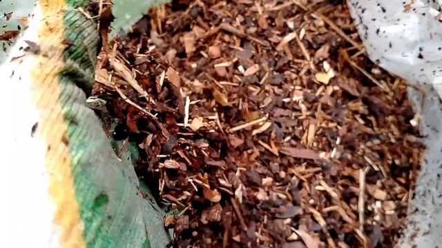 Купила мульчу из сосновой коры - обзор смотреть онлайн