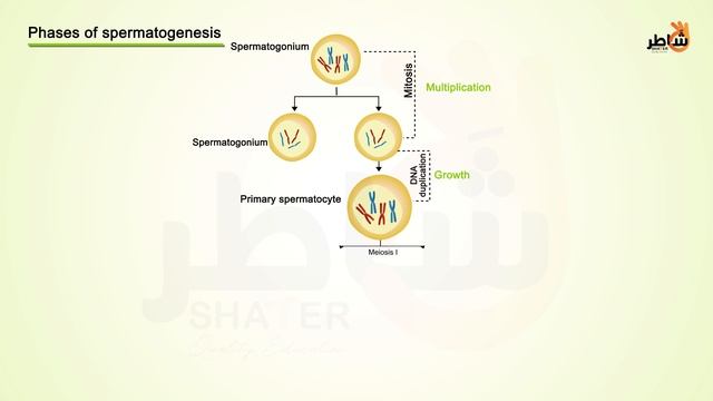 Chap1.doc4_ Spermatogenesis смотреть онлайн