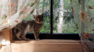 Лиса-Алиса. Котенок смотрит в окно на лису, а лиса смотрит на котенка