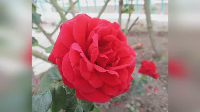 Никита Кисляков "Цените тех ..." читает Любовь Б. смотреть онлайн