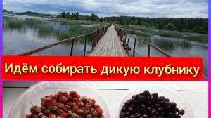 Идём собирать дикую клубнику (новый )