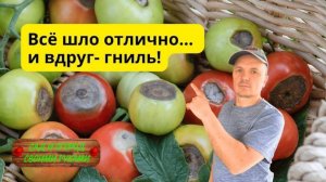 Кальций+правильный полив томатов, что бы не было вершинной гнили!