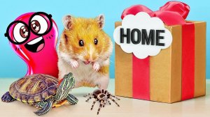 Строим классные дома для хомяка, паука и черепахи! 🐹🕷️🐢