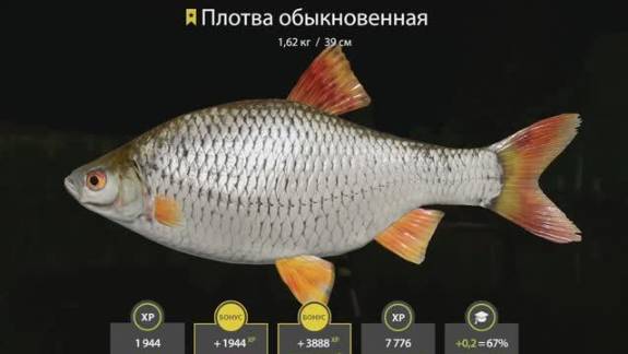 РУССКАЯ РЫБАЛКА 4 РР4 ТРОФЕЙ ПЛОТВА КОМАРИНОЕ