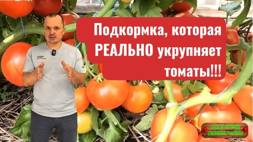 Подкормка томатов, которая укрупняет плоды(реально работает! смотреть онлайн