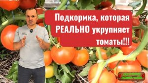 Подкормка томатов, которая укрупняет плоды(реально работает!