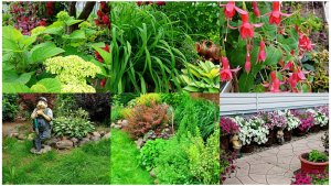 Цветочное разочарование. Прогуляемся по саду в июле.