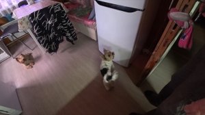 Всё пропало … «Тиграм» мяса не дают… Вечерние игры.