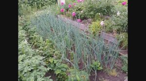 2063.   нужно знать и делать с луком в июне?