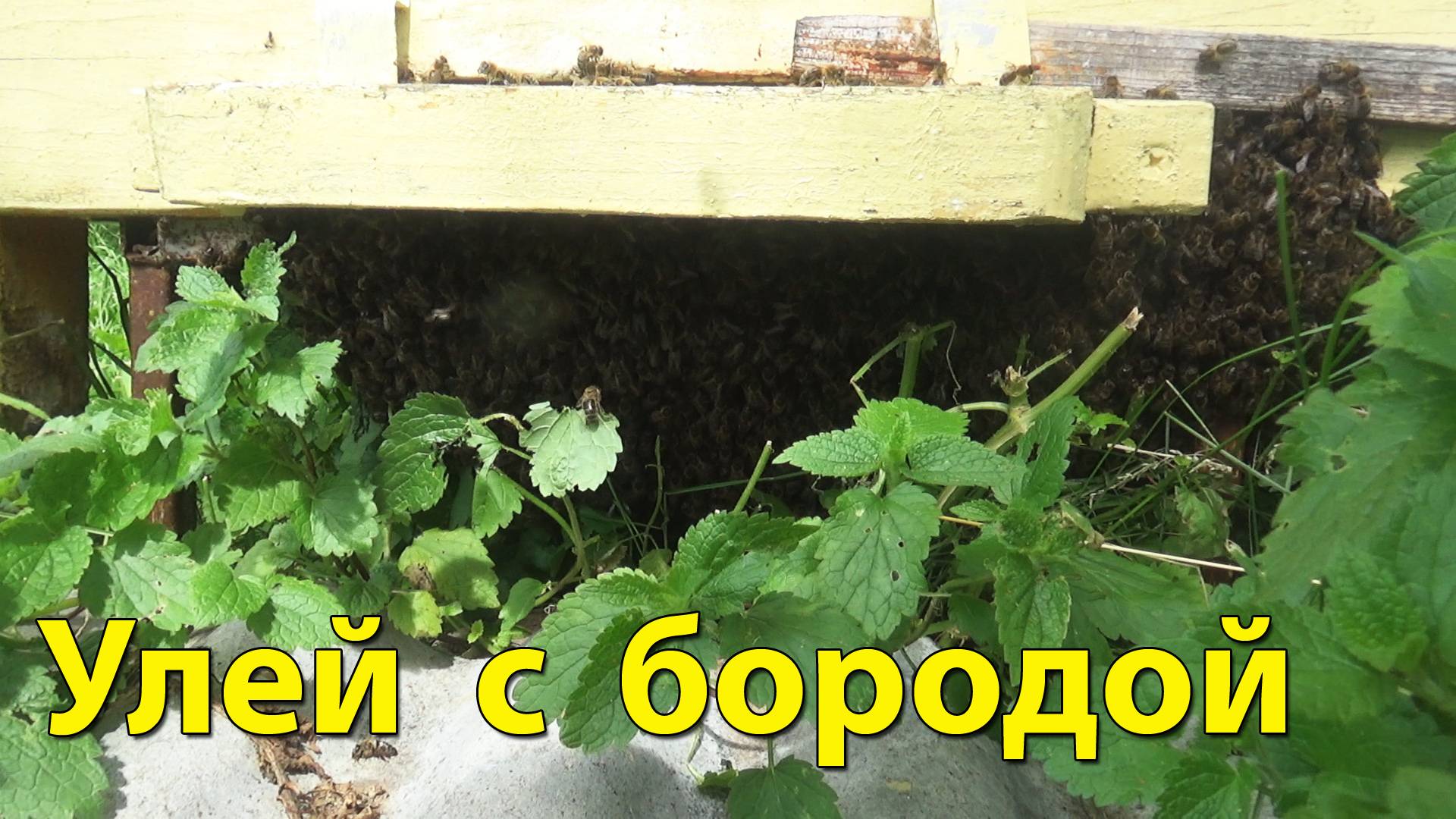 Улей с бородой. Как я обнаружил пчелиный рой под ульем