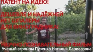 Шпалера для виноградника, патент-дешевле и надежней нет шпалеры (участок Пузенко Натальи Лариасовны)