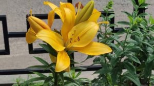 Воронежские цветочные дворики