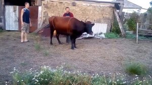 как свалить корову с ног, чтобы подстричь копыта