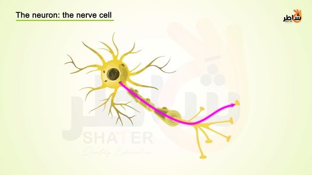 Resting potential_Eng (1080p with 25fps) смотреть онлайн