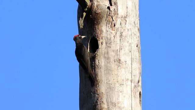 Самец желны кормит выводок в дупле смотреть онлайн