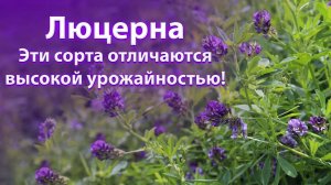 ЛЮЦЕРНА |  высокий урожай, описание сортов |
