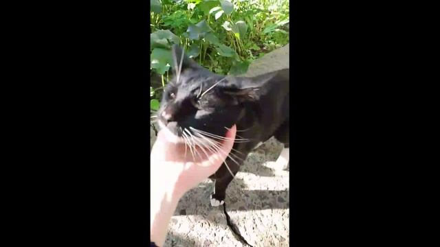 Если вы решили завести кота, возьмите с улицы.Кот Мурза. смотреть онлайн