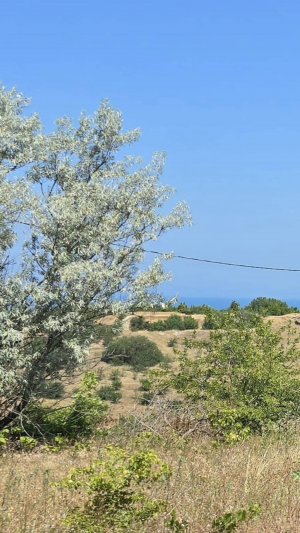 продаются 4,5 сотки на Учкуевке в Севастополе по ультра-привлекательной цене!