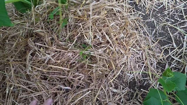 Нарочно не придумаешь, Юра чудачит. смотреть онлайн