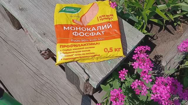 2071...Финишная подкормка озимого чеснока и лука..