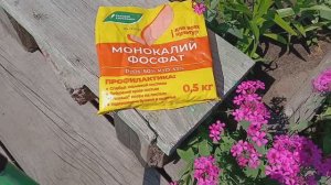 2071...Финишная подкормка озимого чеснока и лука..