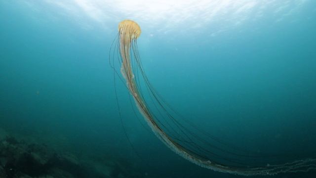 Компасная медуза