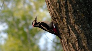 Большой пестрый дятел в лесу. Наблюдаем за дятлом. Птицы России. Звуки природы. Орнитология