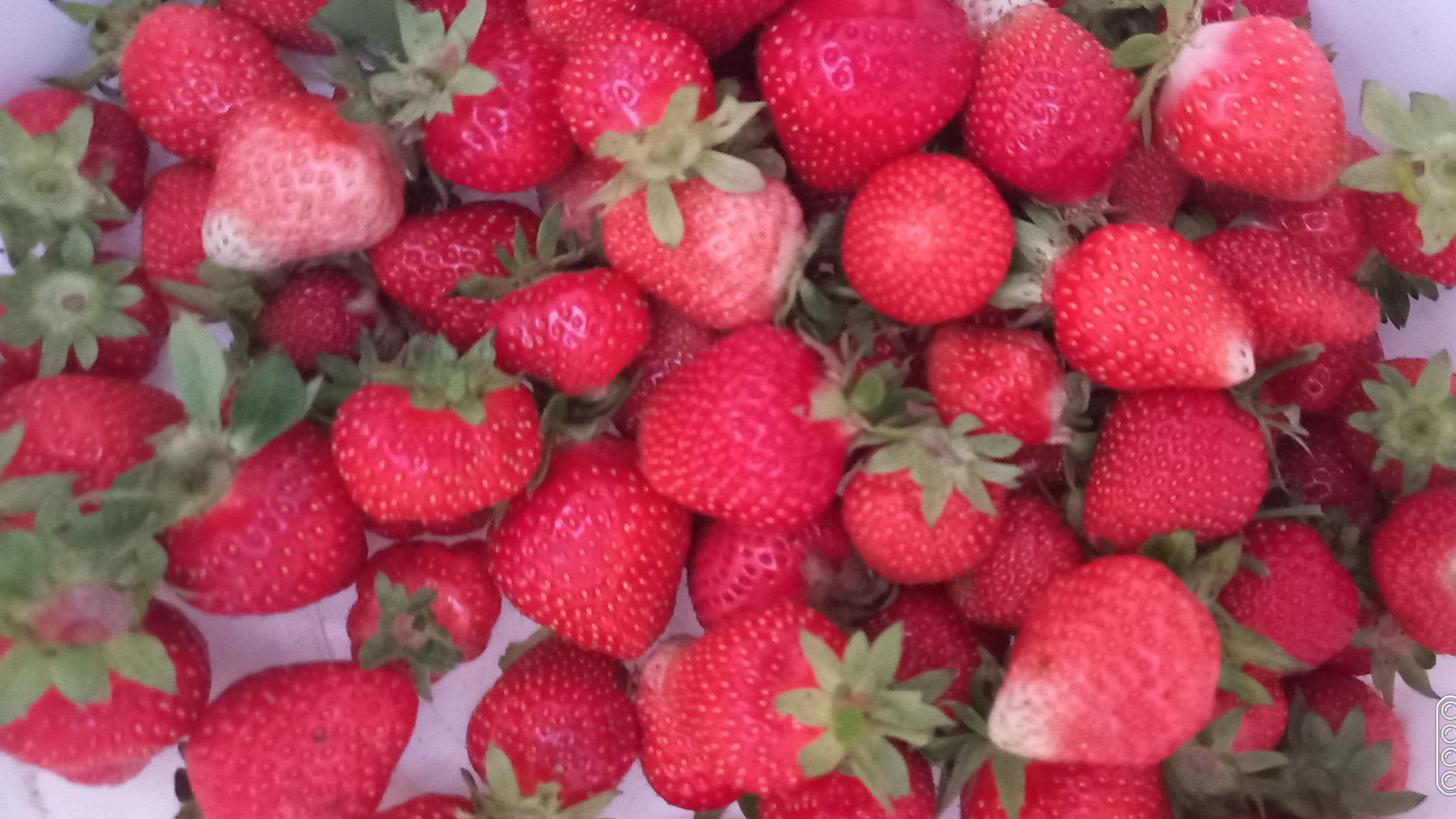 СП А лето цвета...3//Отчёт 3//Что успела сделать за две недели? смотреть онлайн