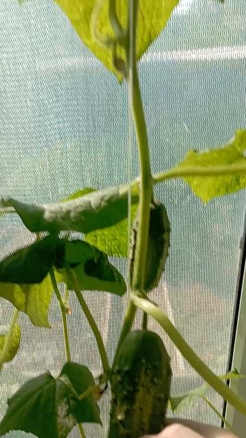 урожай одного дня 😃 смотреть онлайн