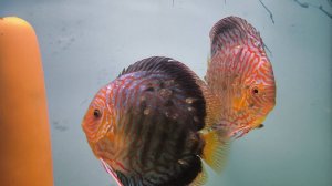 Разведение дискусов, рыбки на продажу Июль-август