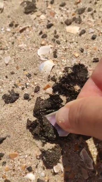 Анапа мазут 7 июля 2025. Все эти тёмные шарики на песке - это мазут. Его закапывают... смотреть онлайн