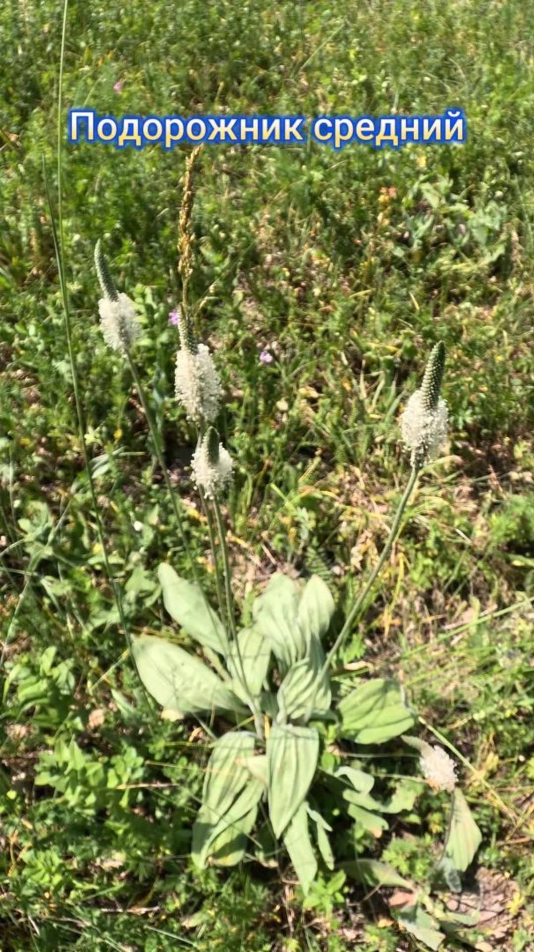 Подорожник средний