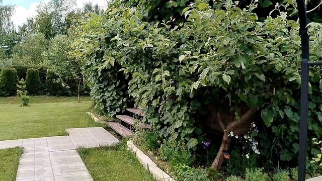 Мои ёлки, несъедобная земляника и прочее. смотреть онлайн