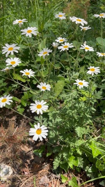 День семьи, любви и верности смотреть онлайн