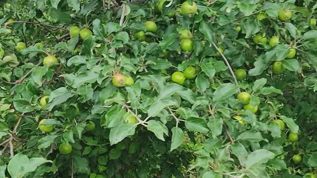 Вести с полей серия 11 \\ Ассорти смотреть онлайн