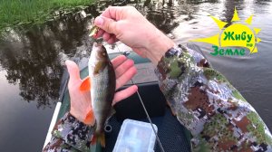 Рыбалка в разную погоду. Блесна вертушка. С берега и с лодки