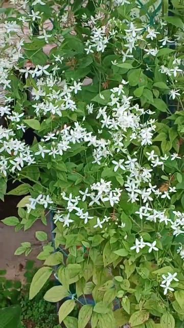 Наш сад 06.07.2025 смотреть онлайн