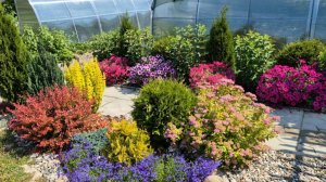 Метельчатые гортензии в моем саду . Начало цветения.