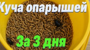 🪱 Как вырастить опарыша дома и больше не тратиться на наживку!