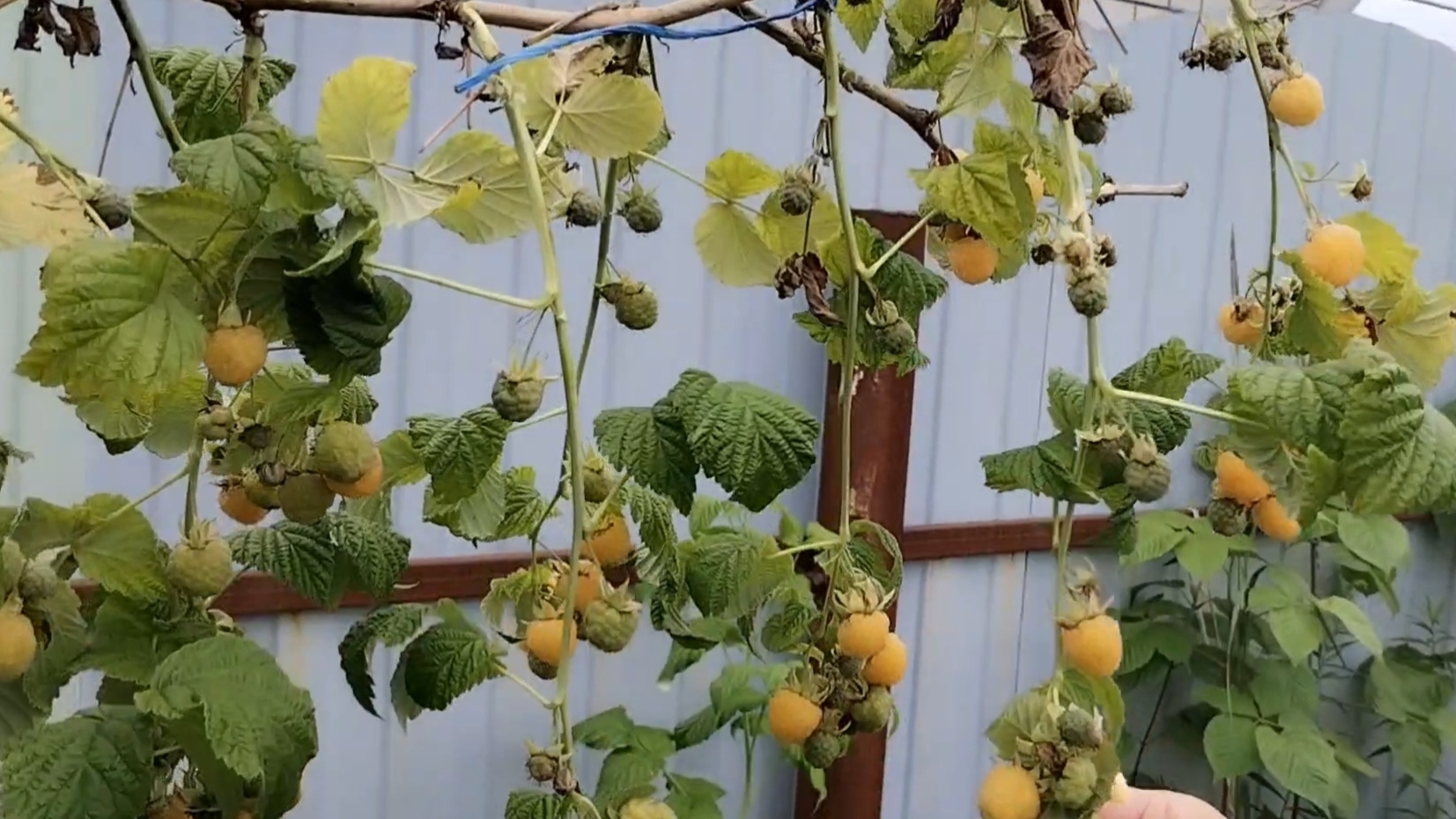 Малина прям радует. 05-07-2025 смотреть онлайн