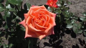 Роза СЕДУКЦИОН