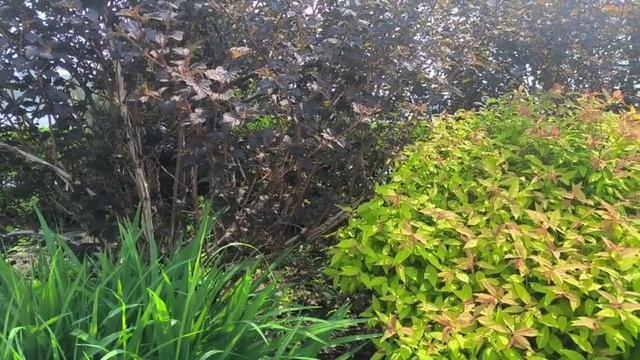 Японский сад во Владивостоке смотреть онлайн