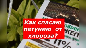 Самый быстрый и лучший способ спасения петунии от хлороза