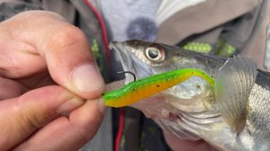 Утро вечера мудренее...Или нет?! Ловля на отводной поводок на Оке в черте Нижнего Новгорода.