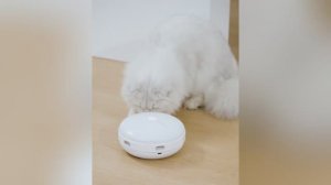 Игрушка для кошек интерактивная Pawgether PL1 с перьями